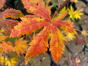 - Acer palmatum 'Festival' Japanese Maple - Mr Maple │ Buy Japanese Maple Trees