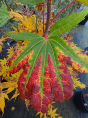 - Acer palmatum 'Festival' Japanese Maple - Mr Maple │ Buy Japanese Maple Trees