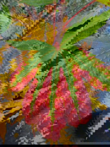 - Acer palmatum 'Festival' Japanese Maple - Mr Maple │ Buy Japanese Maple Trees