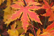 - Acer palmatum 'Festival' Japanese Maple - Mr Maple │ Buy Japanese Maple Trees