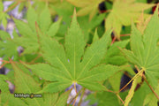 - Acer palmatum 'Festival' Japanese Maple - Mr Maple │ Buy Japanese Maple Trees