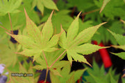 - Acer palmatum 'Festival' Japanese Maple - Mr Maple │ Buy Japanese Maple Trees