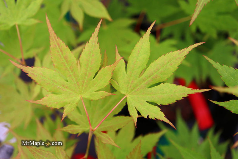 - Acer palmatum 'Festival' Japanese Maple - Mr Maple │ Buy Japanese Maple Trees