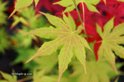 - Acer palmatum 'Festival' Japanese Maple - Mr Maple │ Buy Japanese Maple Trees