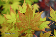 - Acer palmatum 'Festival' Japanese Maple - Mr Maple │ Buy Japanese Maple Trees