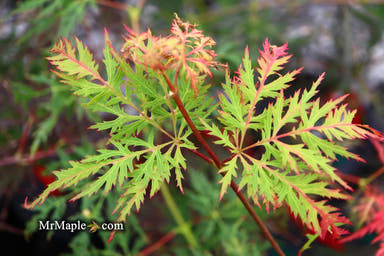 - Acer palmatum 'Filigree Rouge' Weeping Japanese Maple - Mr Maple │ Buy Japanese Maple Trees