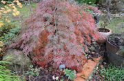 - Acer palmatum 'Filigree Rouge' Weeping Japanese Maple - Mr Maple │ Buy Japanese Maple Trees