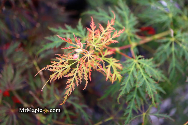 - Acer palmatum 'Filigree Rouge' Weeping Japanese Maple - Mr Maple │ Buy Japanese Maple Trees