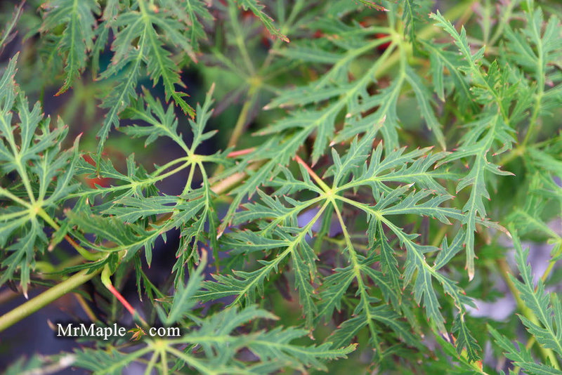 - Acer palmatum 'Filigree Rouge' Weeping Japanese Maple - Mr Maple │ Buy Japanese Maple Trees