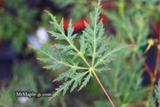 - Acer palmatum 'Filigree Rouge' Weeping Japanese Maple - Mr Maple │ Buy Japanese Maple Trees