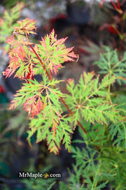 - Acer palmatum 'Filigree Rouge' Weeping Japanese Maple - Mr Maple │ Buy Japanese Maple Trees