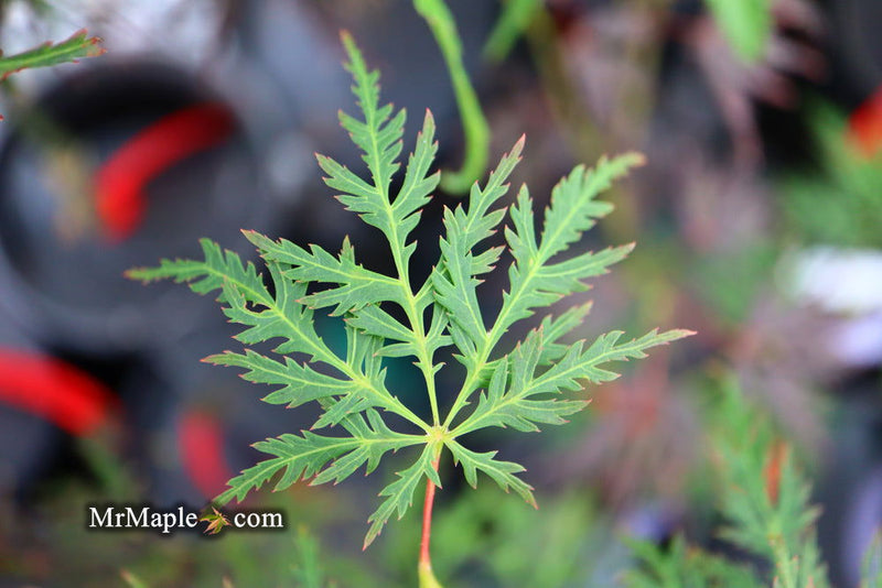 - Acer palmatum 'Filigree Rouge' Weeping Japanese Maple - Mr Maple │ Buy Japanese Maple Trees