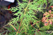 - Acer palmatum 'Filigree Rouge' Weeping Japanese Maple - Mr Maple │ Buy Japanese Maple Trees