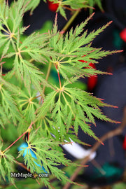 - Acer palmatum 'Filigree Rouge' Weeping Japanese Maple - Mr Maple │ Buy Japanese Maple Trees