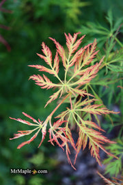 - Acer palmatum 'Filigree Rouge' Weeping Japanese Maple - Mr Maple │ Buy Japanese Maple Trees