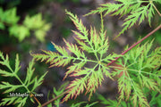 - Acer palmatum 'Filigree Rouge' Weeping Japanese Maple - Mr Maple │ Buy Japanese Maple Trees