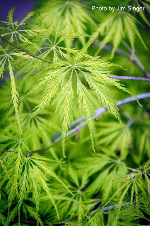 Acer palmatum 'Filigree' Weeping Japanese Maple - Mr Maple │ Buy Japanese Maple Trees