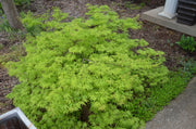 - Acer palmatum 'Filigree' Weeping Japanese Maple - Mr Maple │ Buy Japanese Maple Trees
