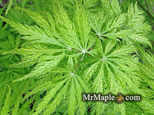 - Acer palmatum 'Filigree' Weeping Japanese Maple - Mr Maple │ Buy Japanese Maple Trees