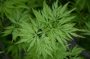- Acer palmatum 'Filigree' Weeping Japanese Maple - Mr Maple │ Buy Japanese Maple Trees