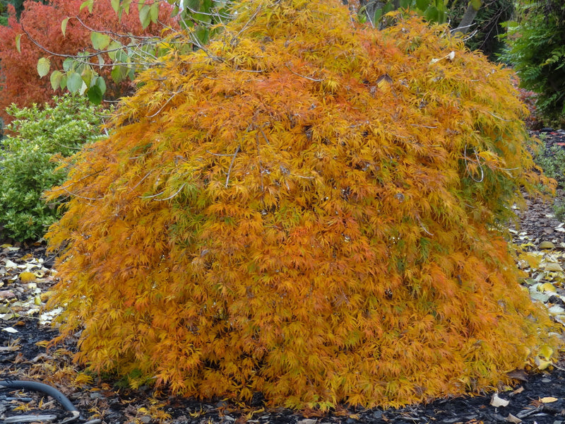 - Acer palmatum 'Filigree' Weeping Japanese Maple - Mr Maple │ Buy Japanese Maple Trees