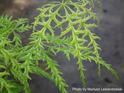 - Acer palmatum 'Filigree' Weeping Japanese Maple - Mr Maple │ Buy Japanese Maple Trees