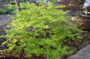- Acer palmatum 'Filigree' Weeping Japanese Maple - Mr Maple │ Buy Japanese Maple Trees