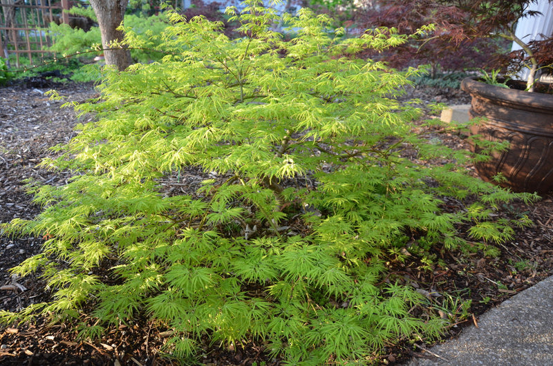 - Acer palmatum 'Filigree' Weeping Japanese Maple - Mr Maple │ Buy Japanese Maple Trees
