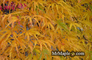 - Acer palmatum 'Filigree' Weeping Japanese Maple - Mr Maple │ Buy Japanese Maple Trees