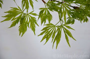 - Acer palmatum 'Filigree' Weeping Japanese Maple - Mr Maple │ Buy Japanese Maple Trees
