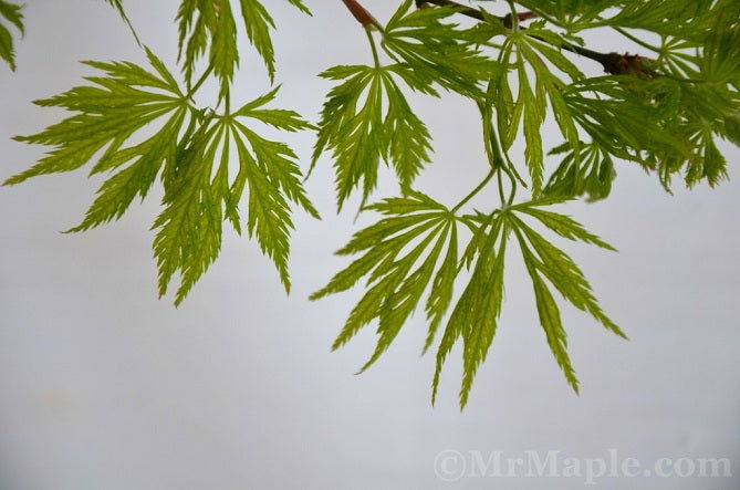 - Acer palmatum 'Filigree' Weeping Japanese Maple - Mr Maple │ Buy Japanese Maple Trees