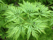 - Acer palmatum 'Filigree' Weeping Japanese Maple - Mr Maple │ Buy Japanese Maple Trees