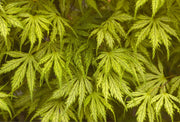 - Acer palmatum 'Filigree' Weeping Japanese Maple - Mr Maple │ Buy Japanese Maple Trees