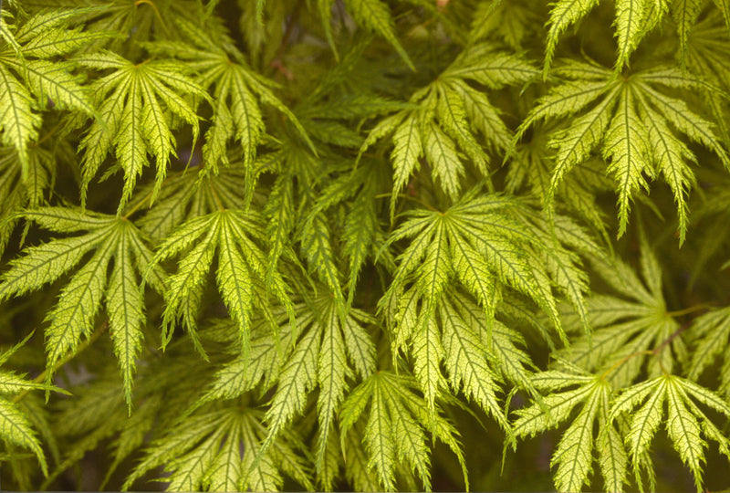 - Acer palmatum 'Filigree' Weeping Japanese Maple - Mr Maple │ Buy Japanese Maple Trees