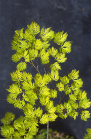 - Acer palmatum 'Filigree' Weeping Japanese Maple - Mr Maple │ Buy Japanese Maple Trees