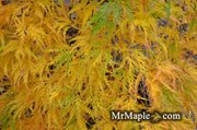 - Acer palmatum 'Filigree' Weeping Japanese Maple - Mr Maple │ Buy Japanese Maple Trees