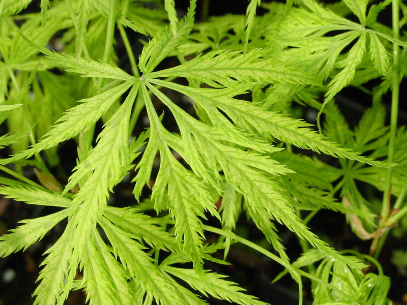- Acer palmatum 'Filigree' Weeping Japanese Maple - Mr Maple │ Buy Japanese Maple Trees