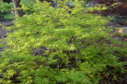 - Acer palmatum 'Filigree' Weeping Japanese Maple - Mr Maple │ Buy Japanese Maple Trees