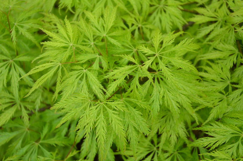 - Acer palmatum 'Filigree' Weeping Japanese Maple - Mr Maple │ Buy Japanese Maple Trees