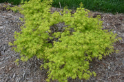 - Acer palmatum 'Filigree' Weeping Japanese Maple - Mr Maple │ Buy Japanese Maple Trees