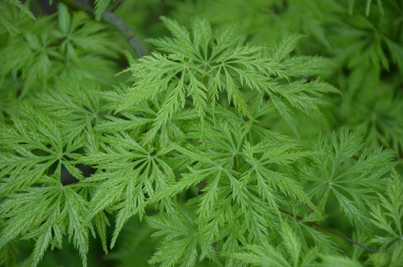 - Acer palmatum 'Filigree' Weeping Japanese Maple - Mr Maple │ Buy Japanese Maple Trees
