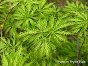 - Acer palmatum 'Filigree' Weeping Japanese Maple - Mr Maple │ Buy Japanese Maple Trees