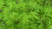 - Acer palmatum 'Filigree' Weeping Japanese Maple - Mr Maple │ Buy Japanese Maple Trees