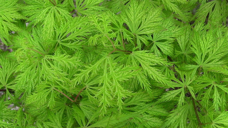 - Acer palmatum 'Filigree' Weeping Japanese Maple - Mr Maple │ Buy Japanese Maple Trees