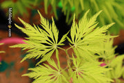 - Acer palmatum 'Filigree' Weeping Japanese Maple - Mr Maple │ Buy Japanese Maple Trees
