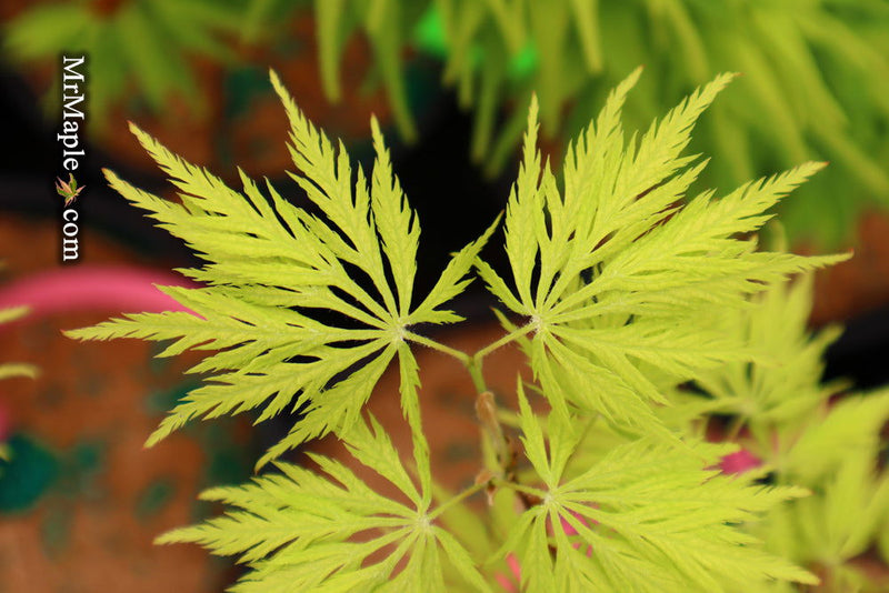 - Acer palmatum 'Filigree' Weeping Japanese Maple - Mr Maple │ Buy Japanese Maple Trees