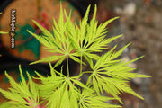 - Acer palmatum 'Filigree' Weeping Japanese Maple - Mr Maple │ Buy Japanese Maple Trees