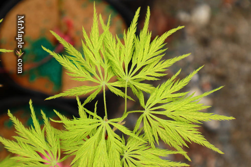 - Acer palmatum 'Filigree' Weeping Japanese Maple - Mr Maple │ Buy Japanese Maple Trees