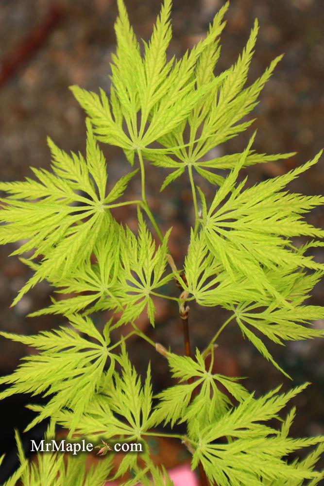 - Acer palmatum 'Filigree' Weeping Japanese Maple - Mr Maple │ Buy Japanese Maple Trees