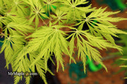 - Acer palmatum 'Filigree' Weeping Japanese Maple - Mr Maple │ Buy Japanese Maple Trees